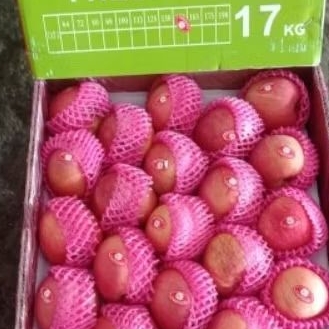 

Buah Apel Perdus 17 kg /isi 88/isi 100