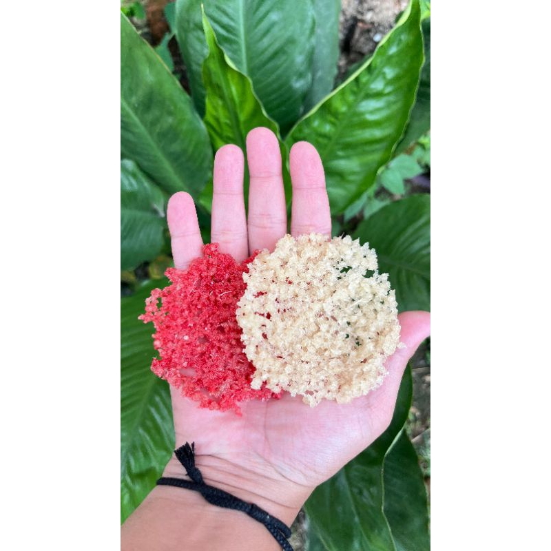 

Eyek Eyek singkong mentah siap digoreng