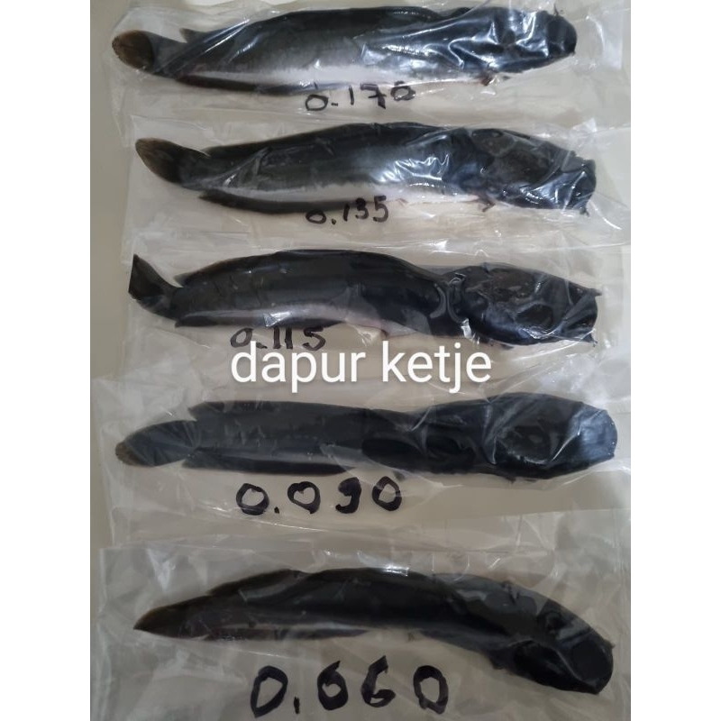 

IKAN LELE 500 GRAM
