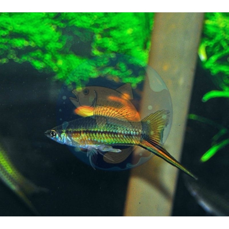 (isi 10pcs)Green swordtail atau ikan pedang hias, aquascape aquarium