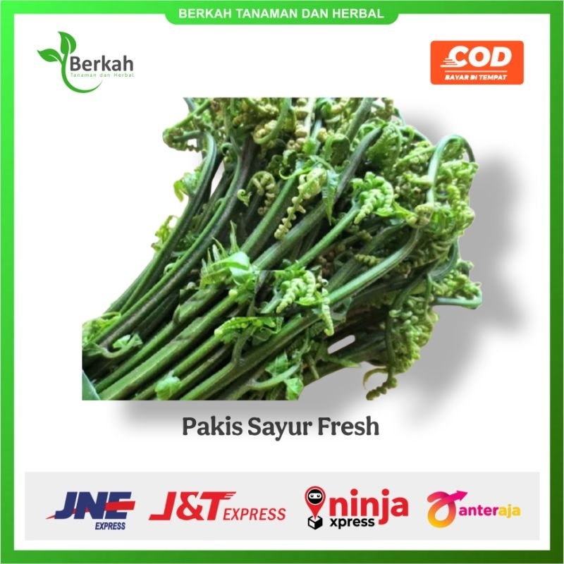 

Ready stok pakis sayur super unggulan baru di petik murah ready stok 1kg fresh