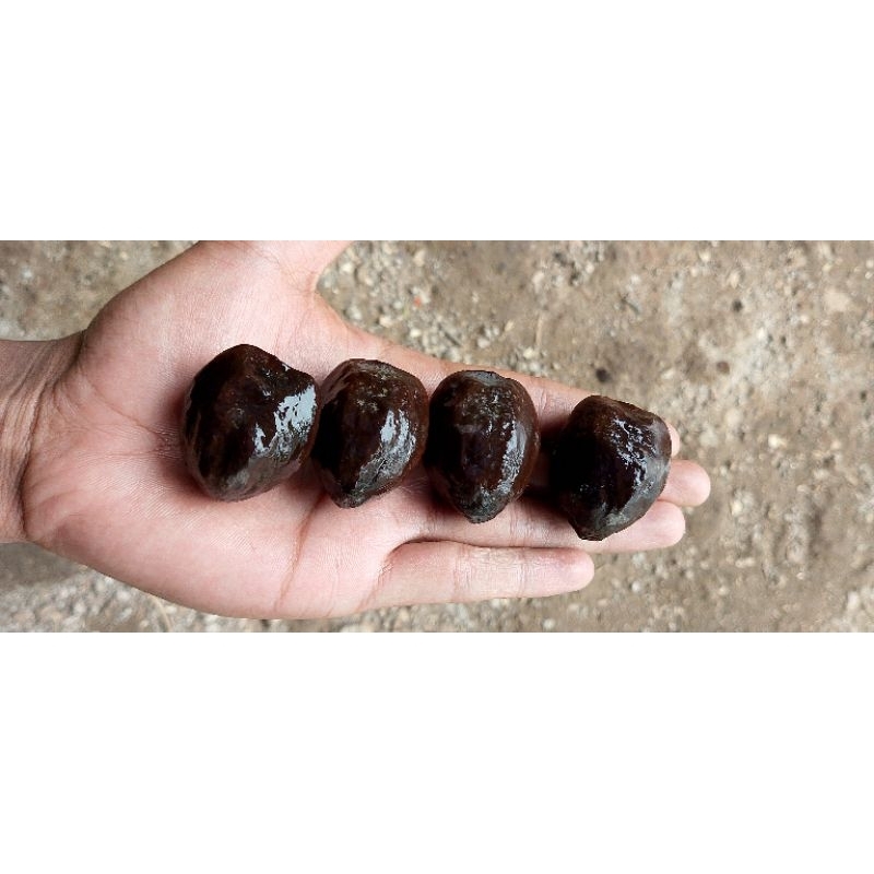 

||STOCK TERBATAS|| MUNCANG/KEMIRI SIAP ADU SUDAH DI CUKA