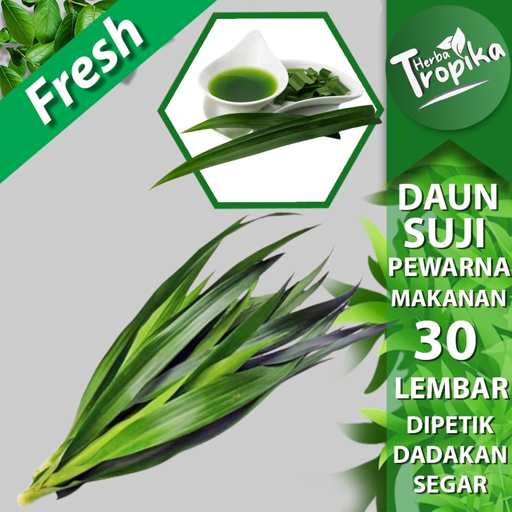 

Daun suji segar 30 lembar pewarna makanan alami herba tropika