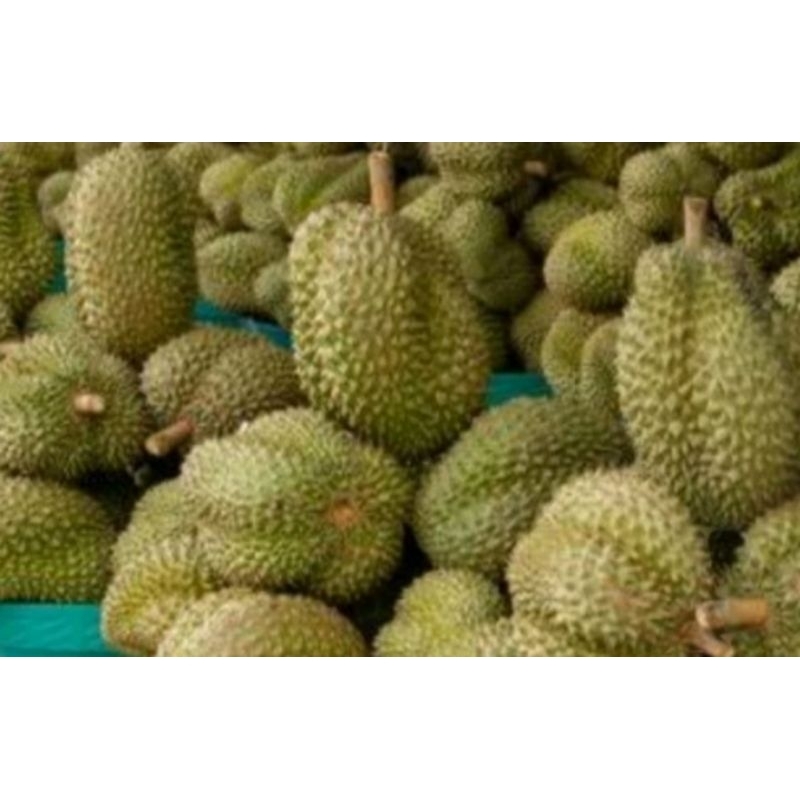 

DURIAN SUPER TEBAL MANIS