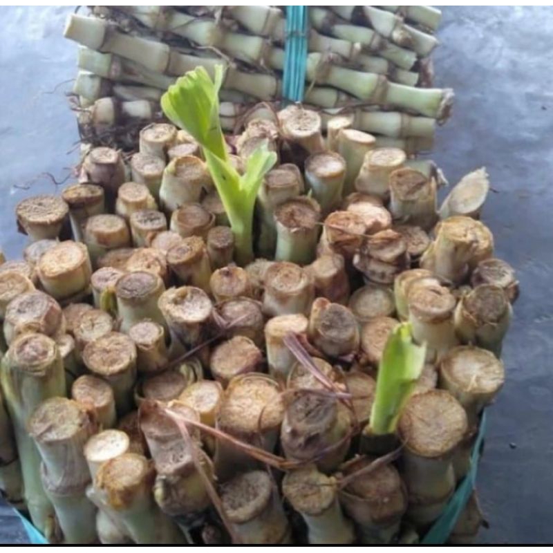 

BIBIT ODOT JUMBO 1KG ISI 60 BATANG BIBIT SUPER BUKAN ODOT BIASA