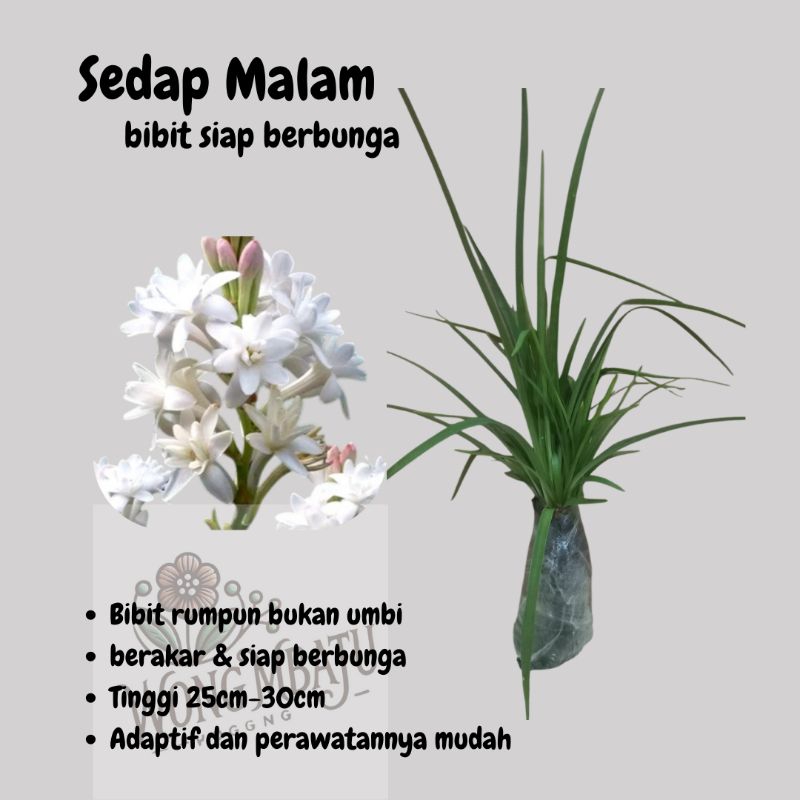 Bibit Bunga Sedap Malam Wangi Siap Berbunga