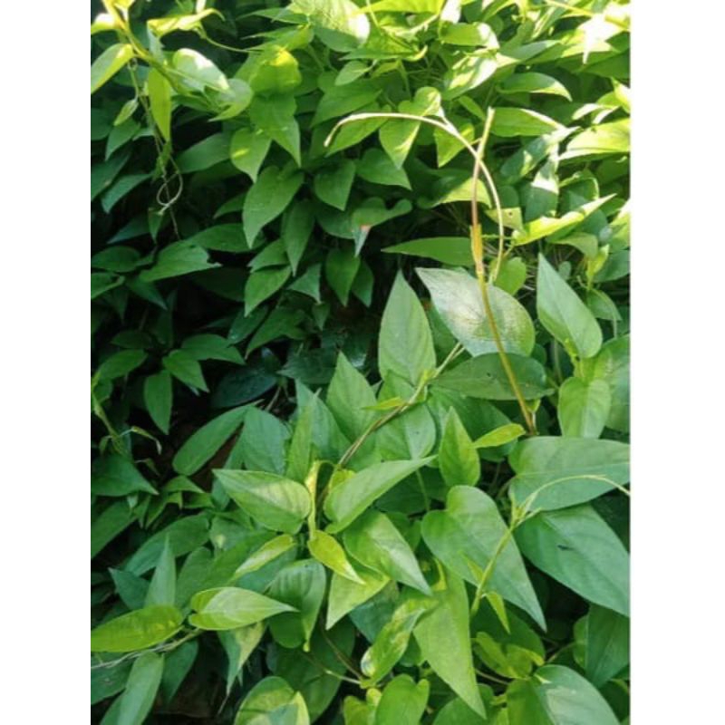 

Daun sembukan Segar / daun kentut segar 250gr/kwalitas super
