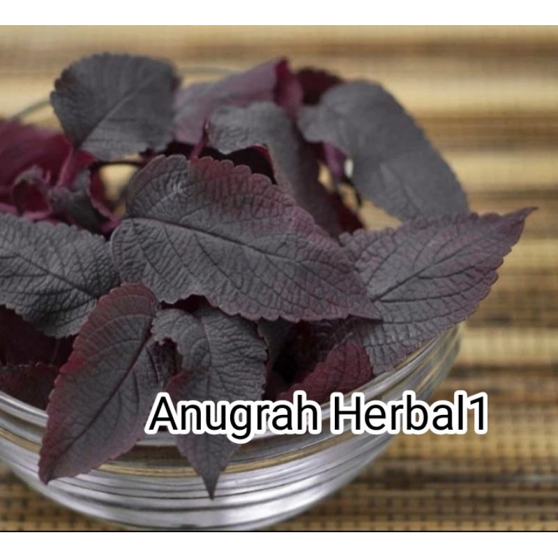 

Daun Miana Herbal 500Gram Jawer Kotok Obat Wasir