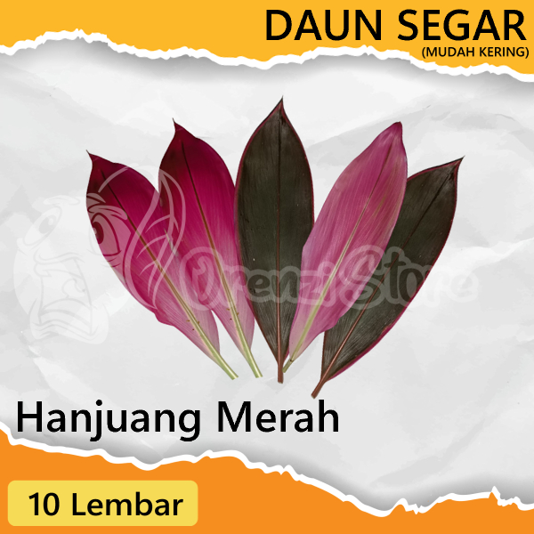 

Daun Hanjuang Merah 10 Lembar