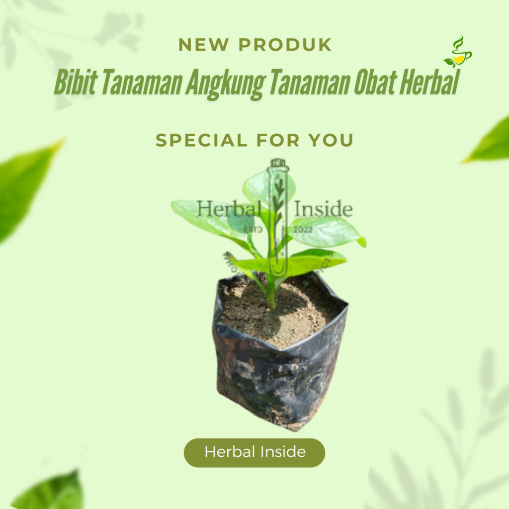 Bibit Angkung Tanaman Angkung Tanaman Obat Herbal Angkung untuk Stroke