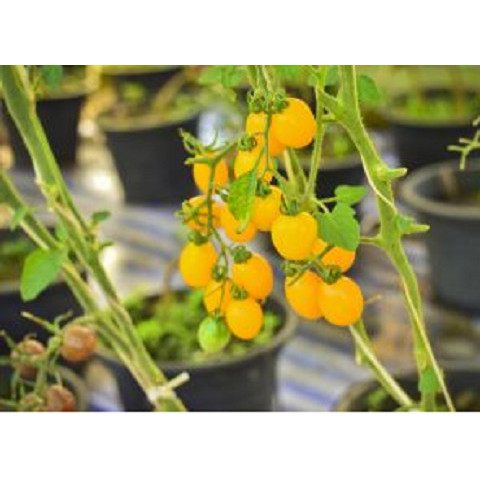 BIBIT BENIH TOMAT CERI CHERRY KUNING KUALITAS PREMIUM