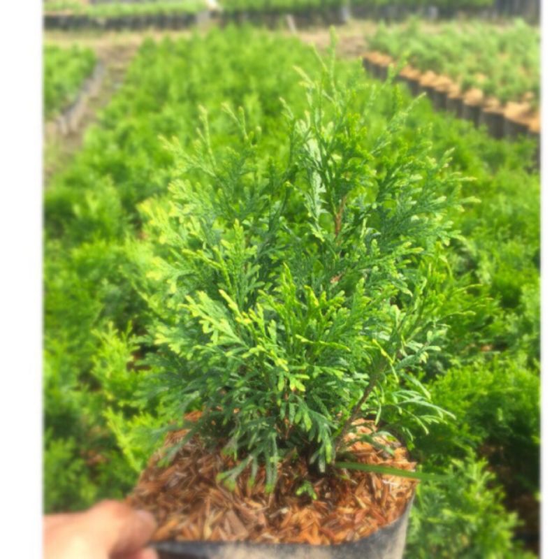 Cemara wangi tanaman hias cemara wangi