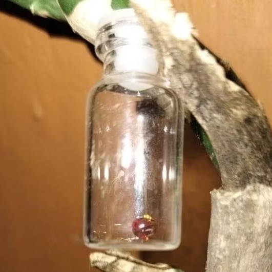 Batu mustika delima merah sir alam asli temuan sepuh kuno antik pusaka