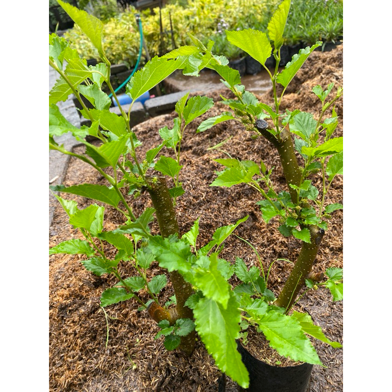 Tanaman Buah Murbei Batang Besar, Sudah Berbuah