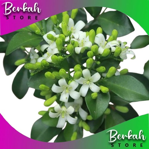 

Daun Kemuning 100 gram Obat herbal alami tokko herba tropika