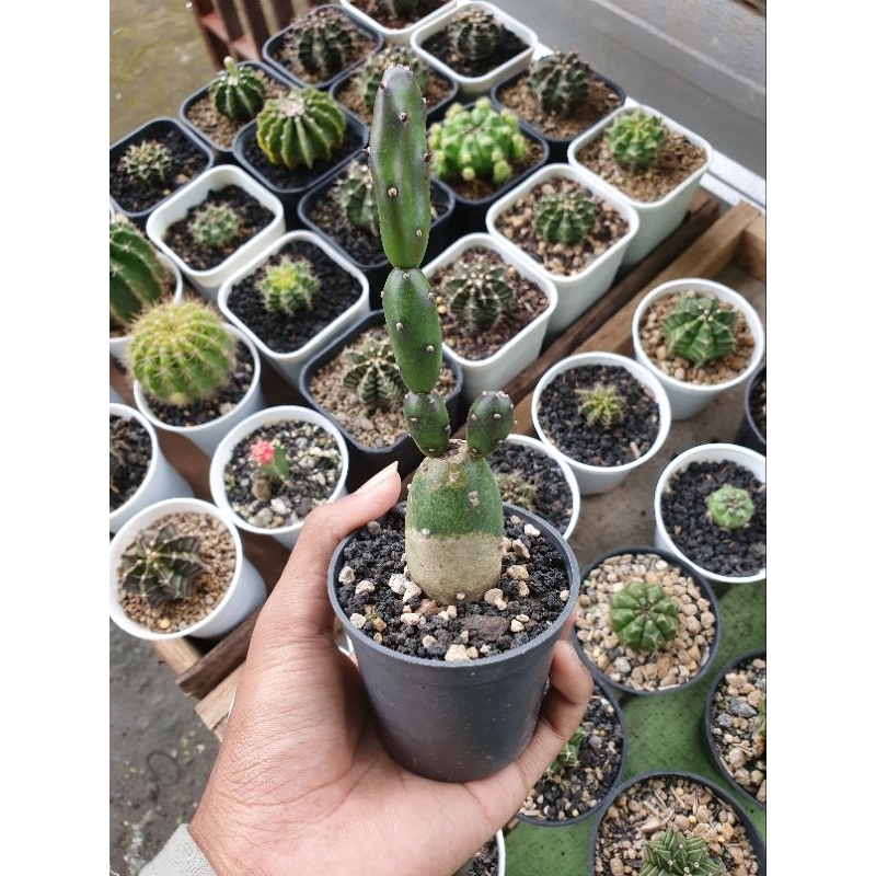 kaktus | opuntia canterae