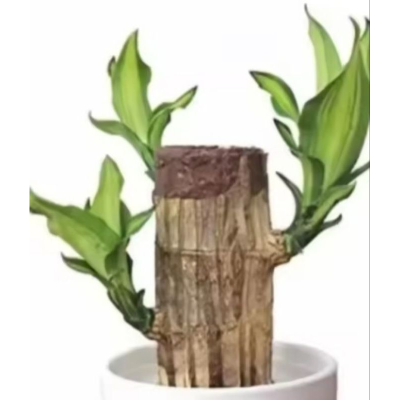 Bonsai hanjuang/setek pohon hanjuang