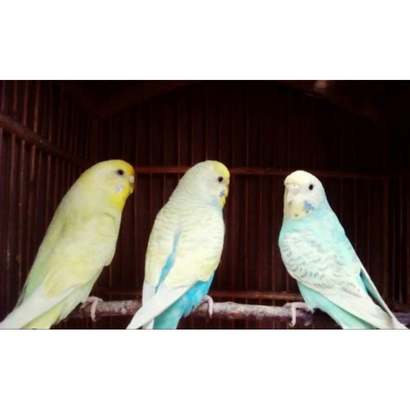 Parkit Lokal Mutasi Jinak