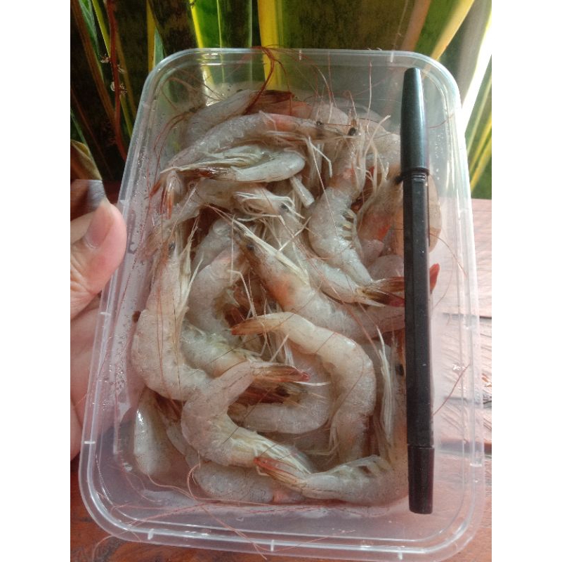 

Udang fress