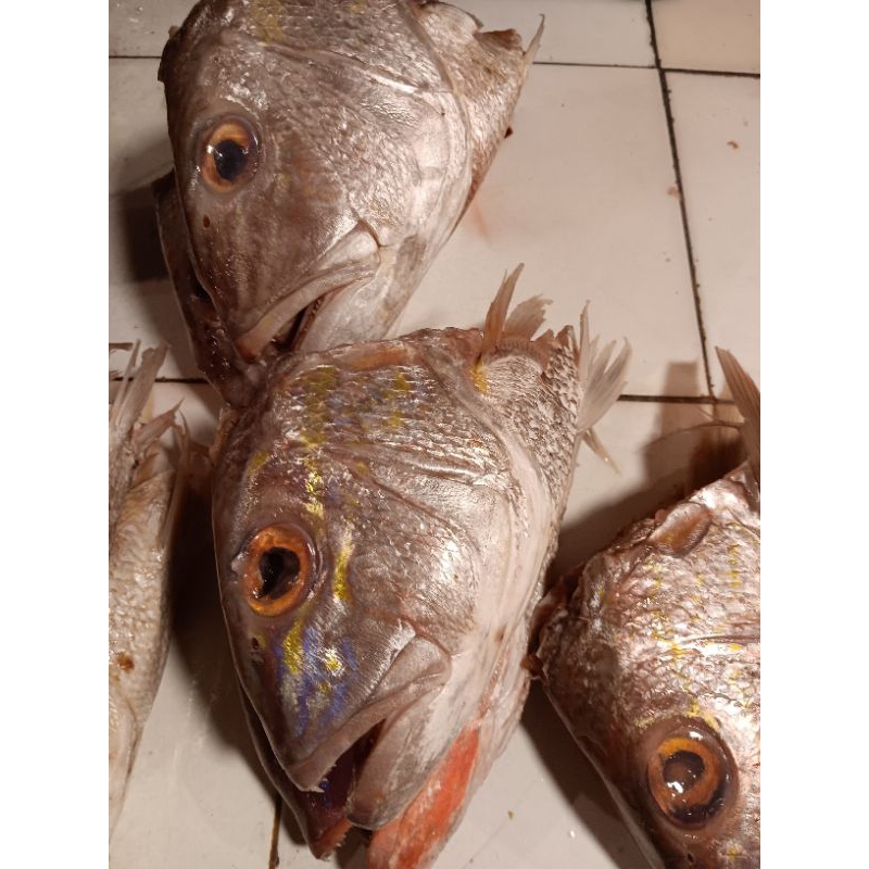 

kepala ikan kakap 1pcs 700 - 900gr