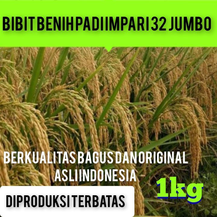 Benih Pertiwi - Benih Padi Inpari 32 (1KG )