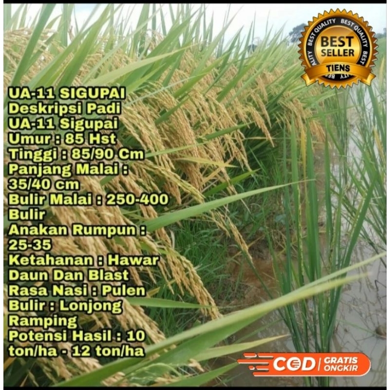 BENIH PADI SIGUPAI UA11 KEMASAN 1KG