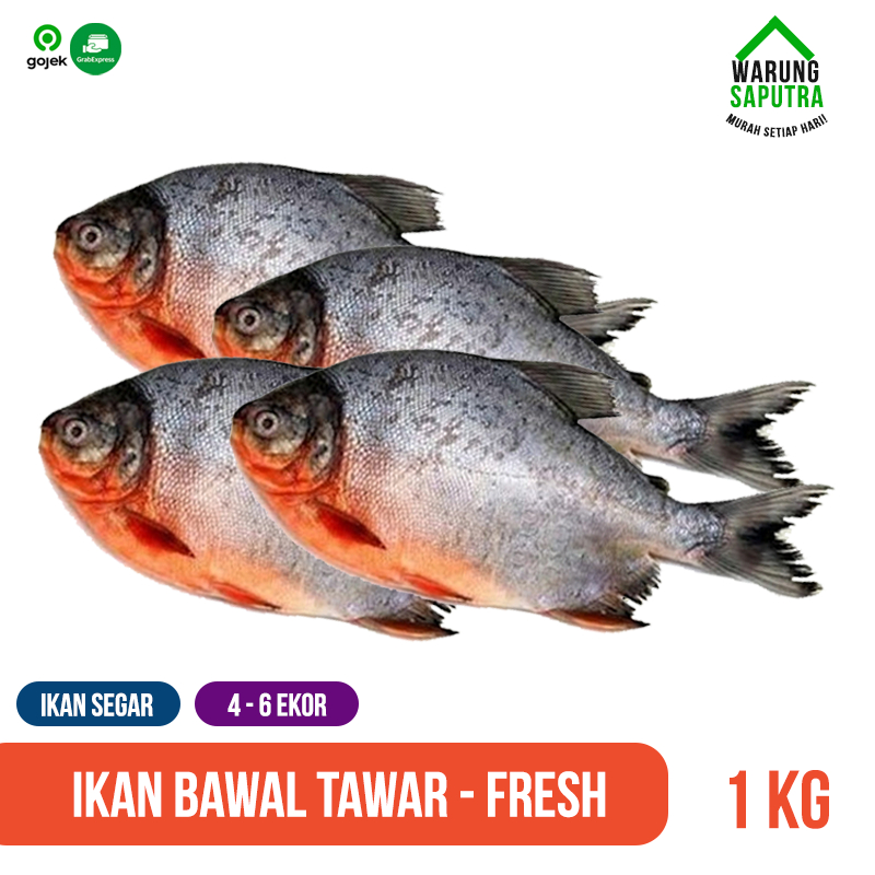 

Ikan Bawal Tawar Segar Mati Utuh 1 kg