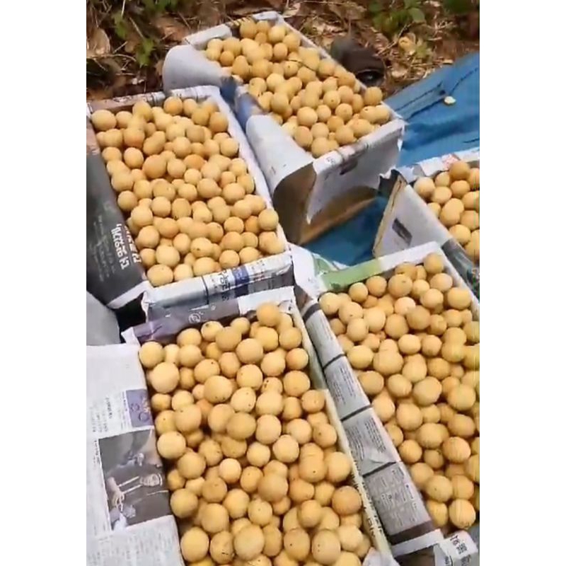 

Duku Asli Palembang Komering Petian