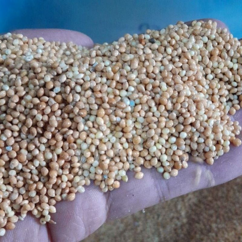 milet kuning milet yellow bersih 1 kg