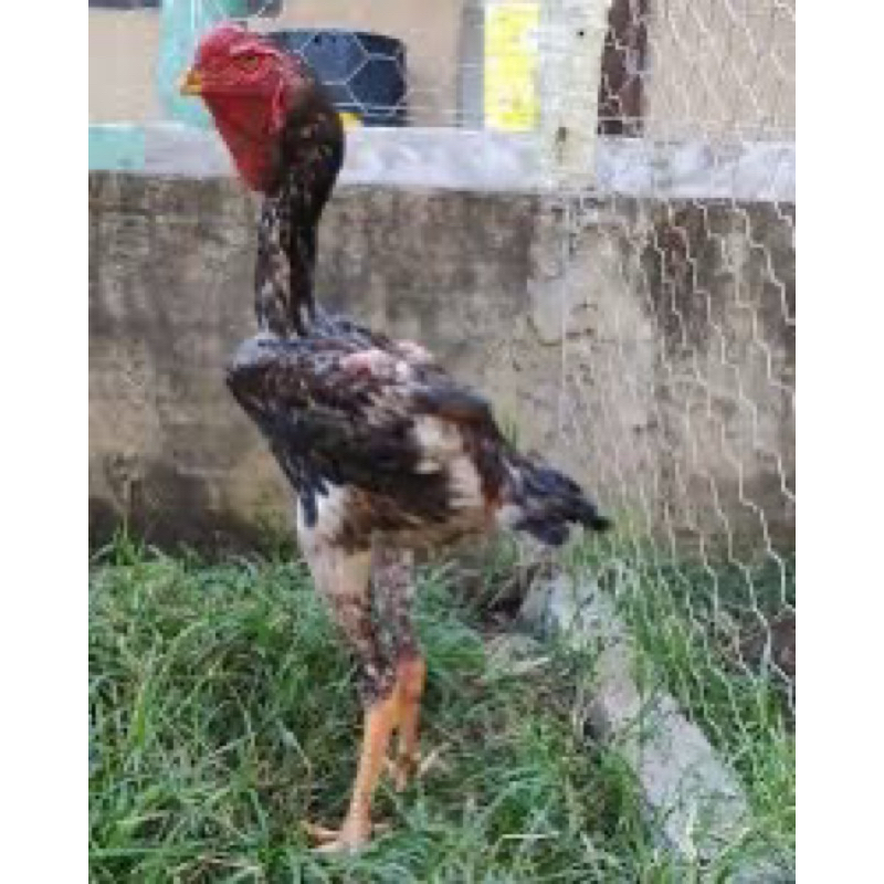 

TELUR TETAS AYAM GETE(ganoixindio)UNTUK DITETASKAN