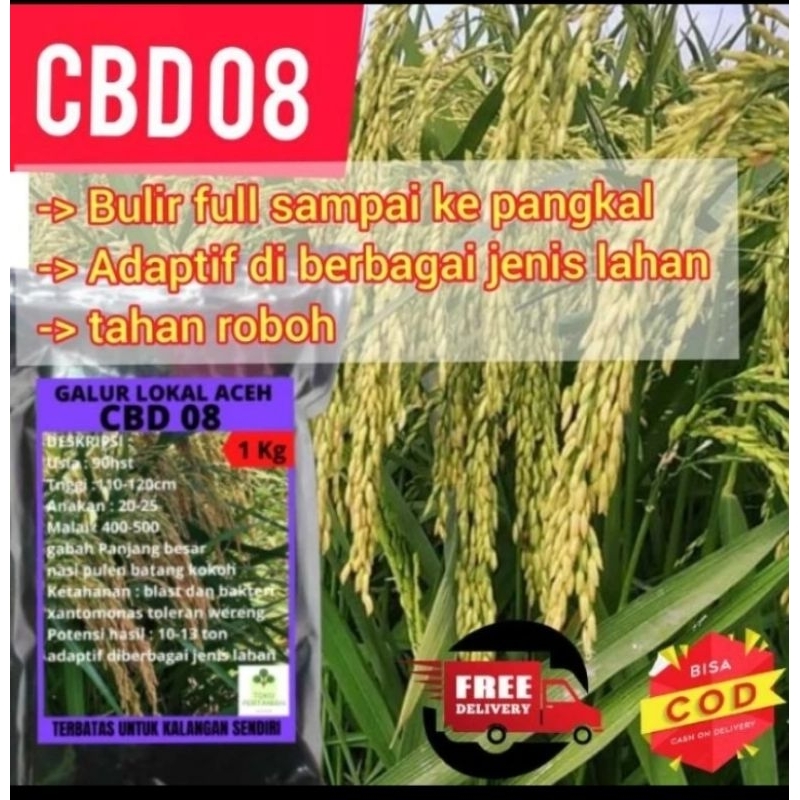 BENIH PADI CBD 08 KEMASAN 5KG