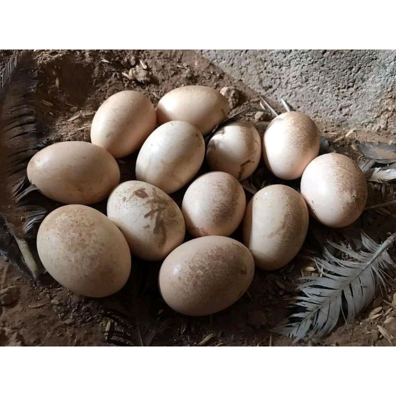 telur ayam pakhoy super tempel