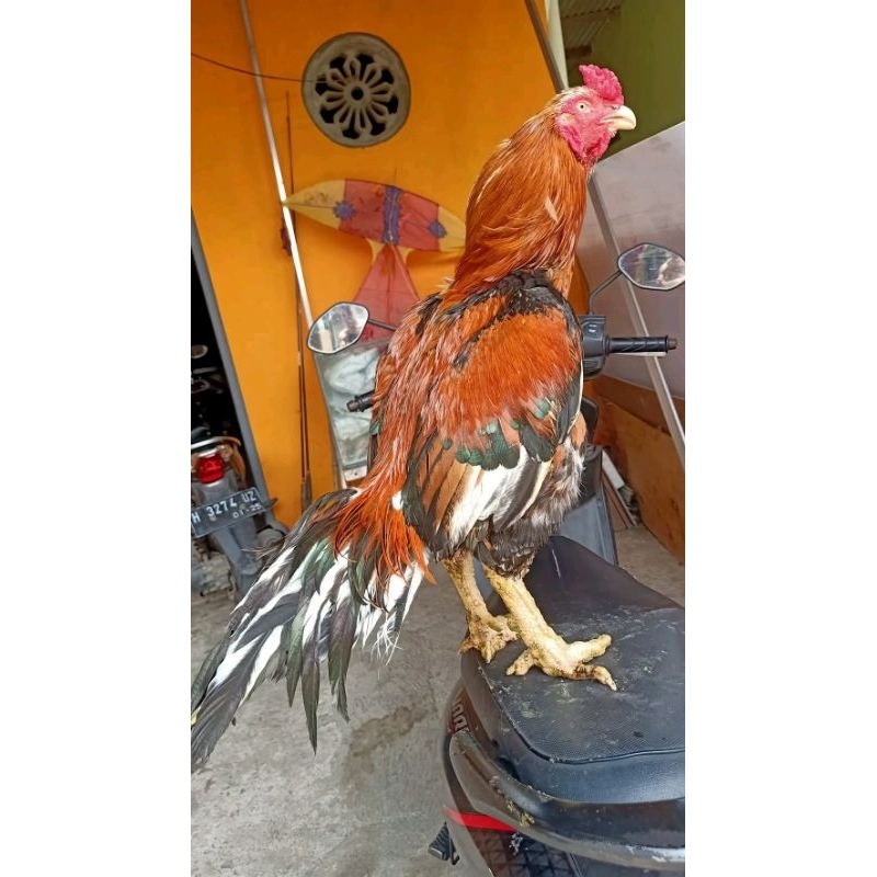 telur ayam pakhoy jumbo