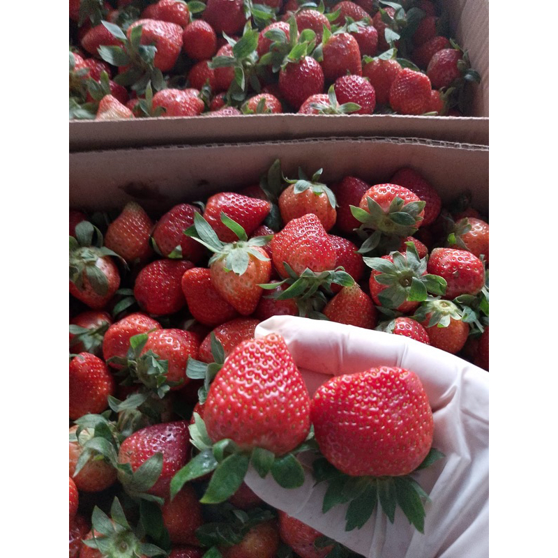 

Strawberry Grade A (Jumbo) Real