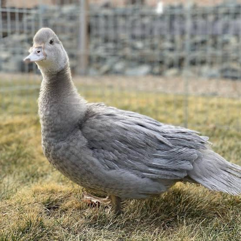 

TELUR TETAS MENTOK LAVENDER UNTUK DI TETASKAN