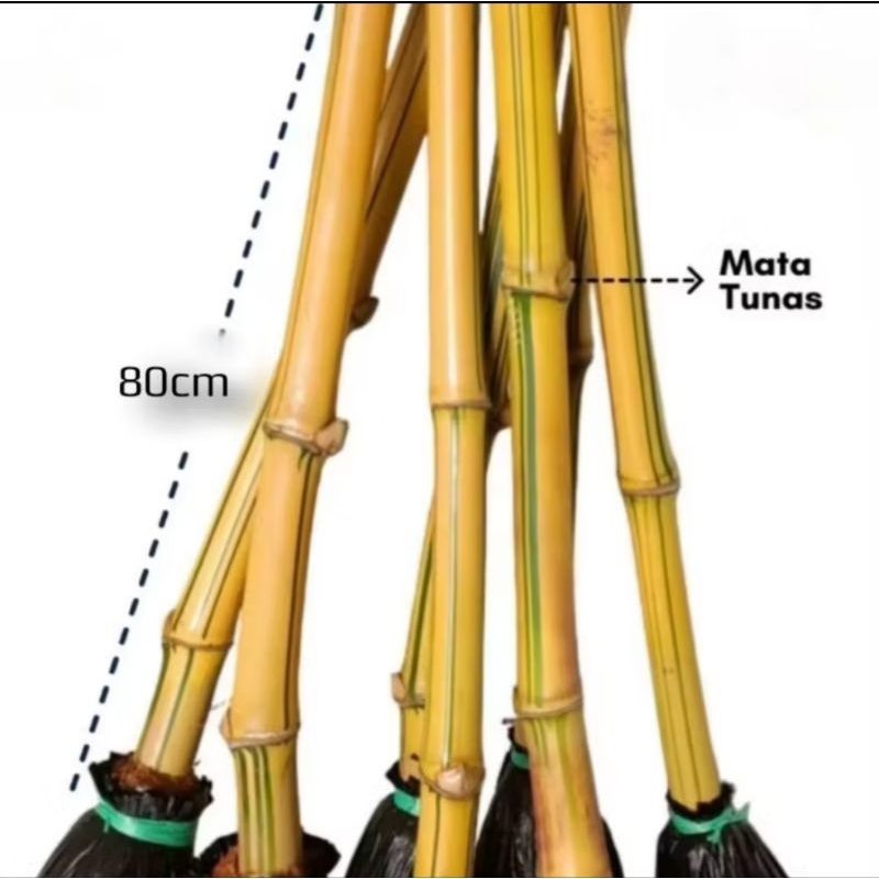 BIBIT BAMBU KUNING / TANAMAN BAMBU KUNING SIAP TANAM