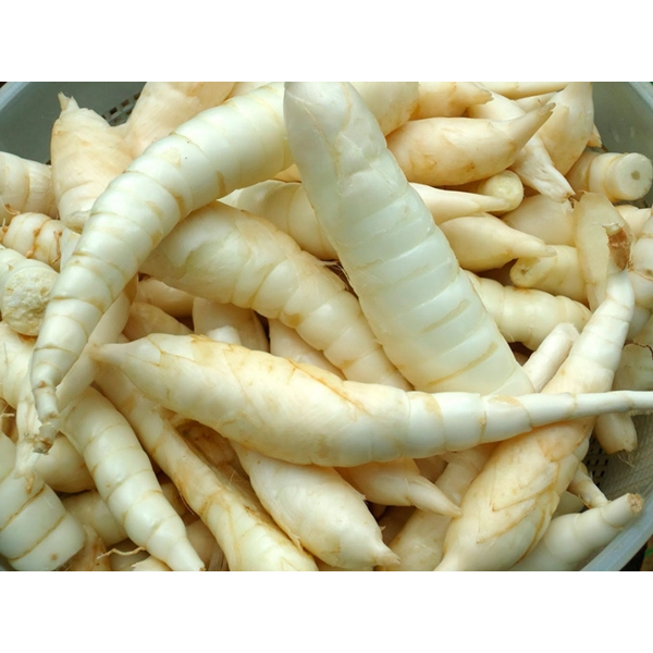 

umbi garut segar bersih varian 1kg