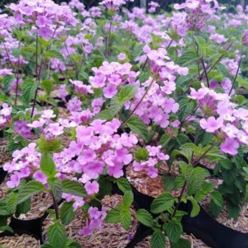 Tanaman Bunga Lantana Ungu - Lamtana - Waung - Tembelekan