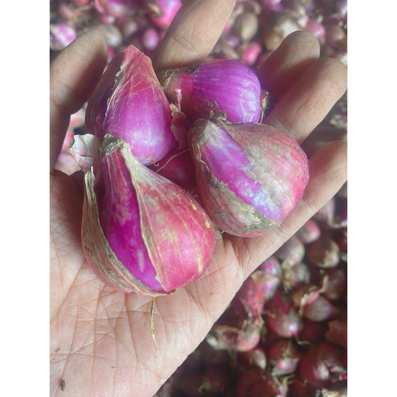 

bawang merah jumbo
