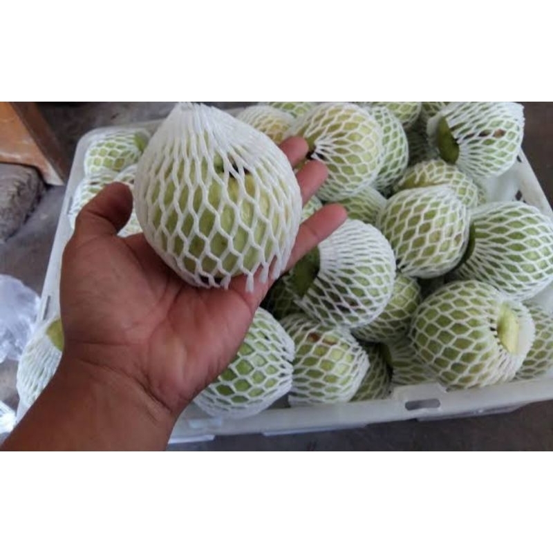 

Jambu Kristal 1 kg pake foam dan rapping