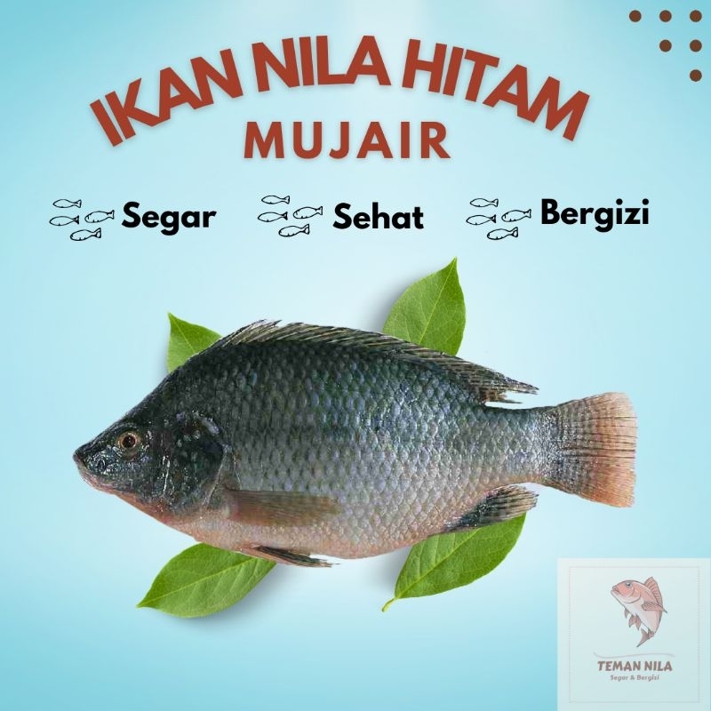 

Ikan Nila Hitam / Ikan Mujair Mujaer Segar 1 Kg (Free Dibersihkan) / Fresh Bukan Frozen / Black Tilapia Fish