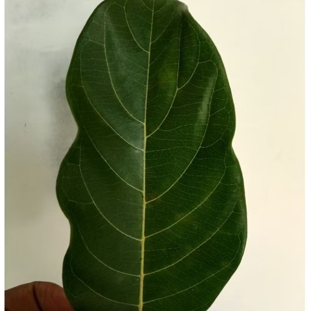 

DAUN NANGKA FRESH UNTUK HERBAL DIABETES KANKER PER 100 LEMBAR