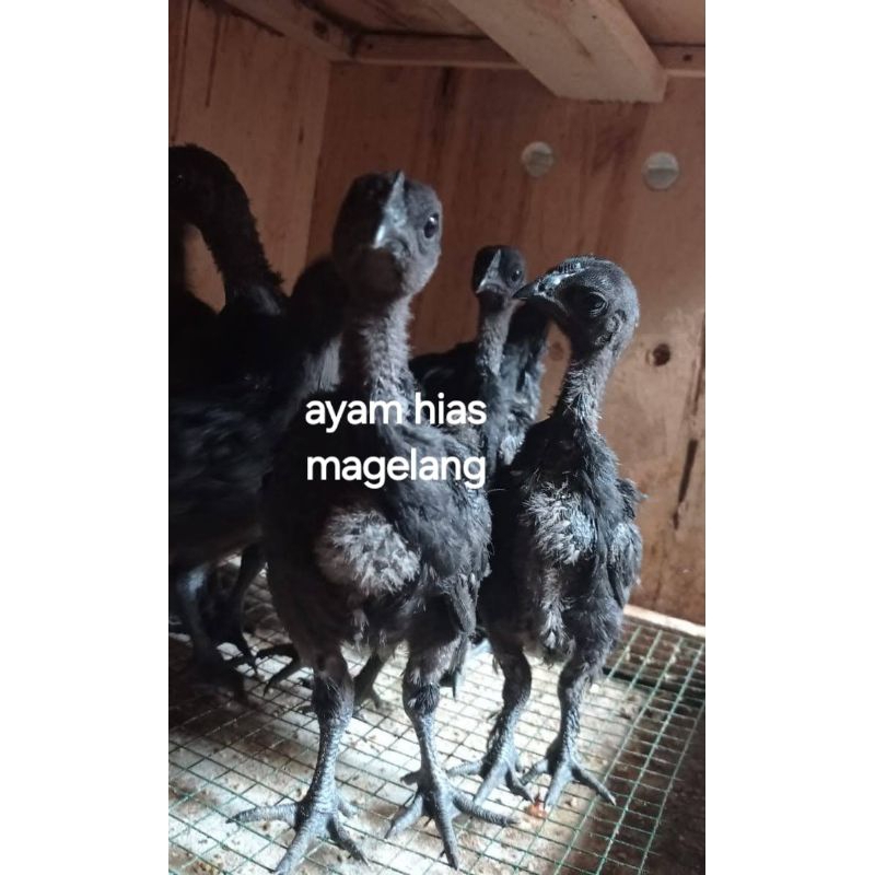 ayam cemani usia 1 bulan, luar magelang minat anakan silahkan japri
