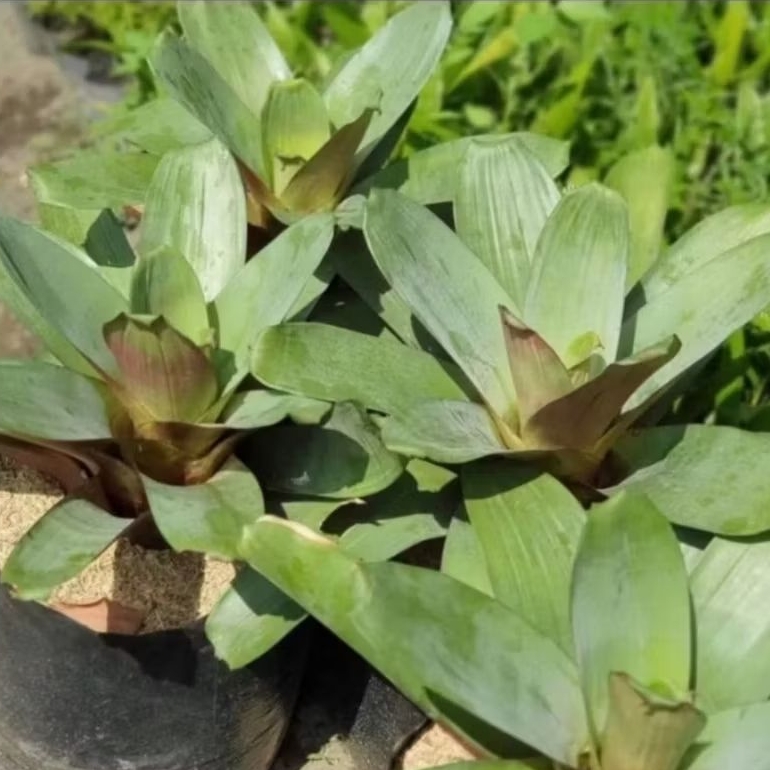 Tanaman hias Bromelia Giant / Tanaman Bromelia Giant