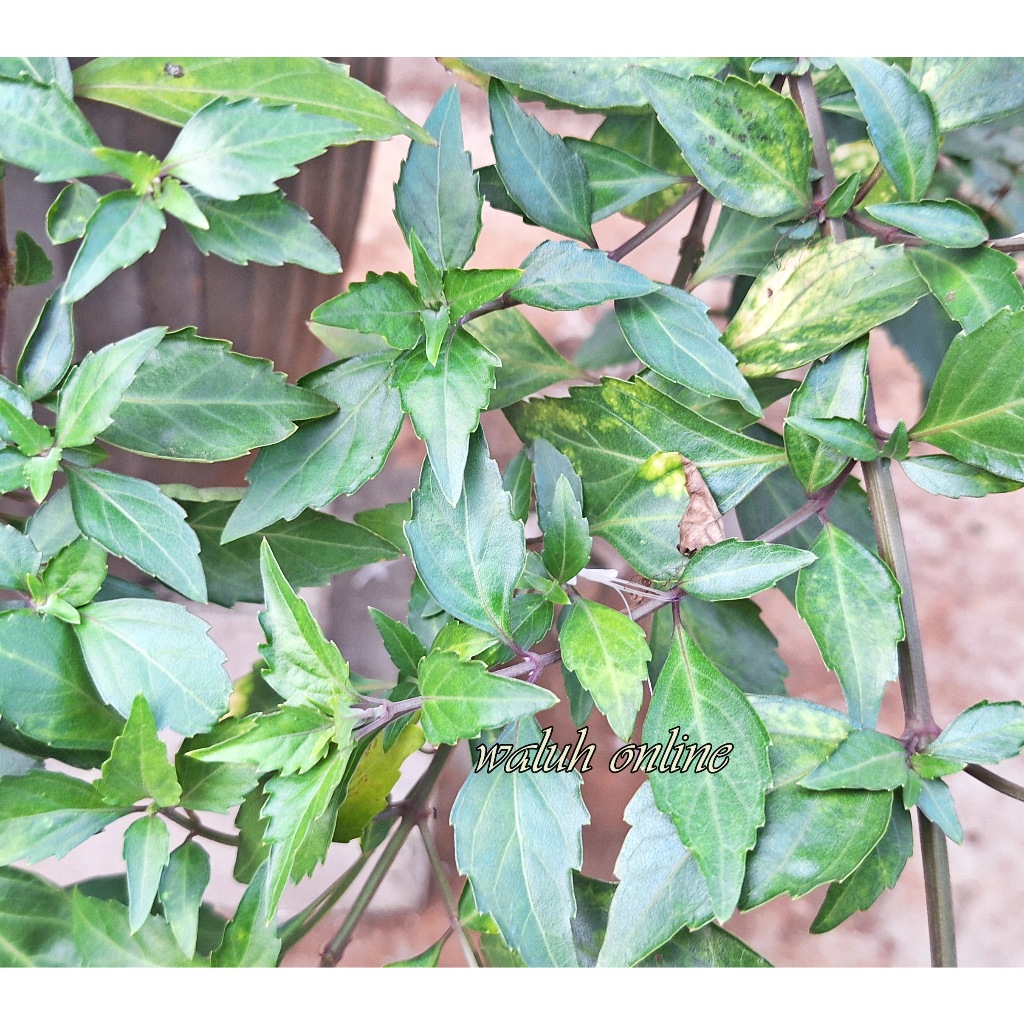 

Rempah Herbal Pengobatan Batu Ginjal Akar Batang Dan Daun Kering 1Cup