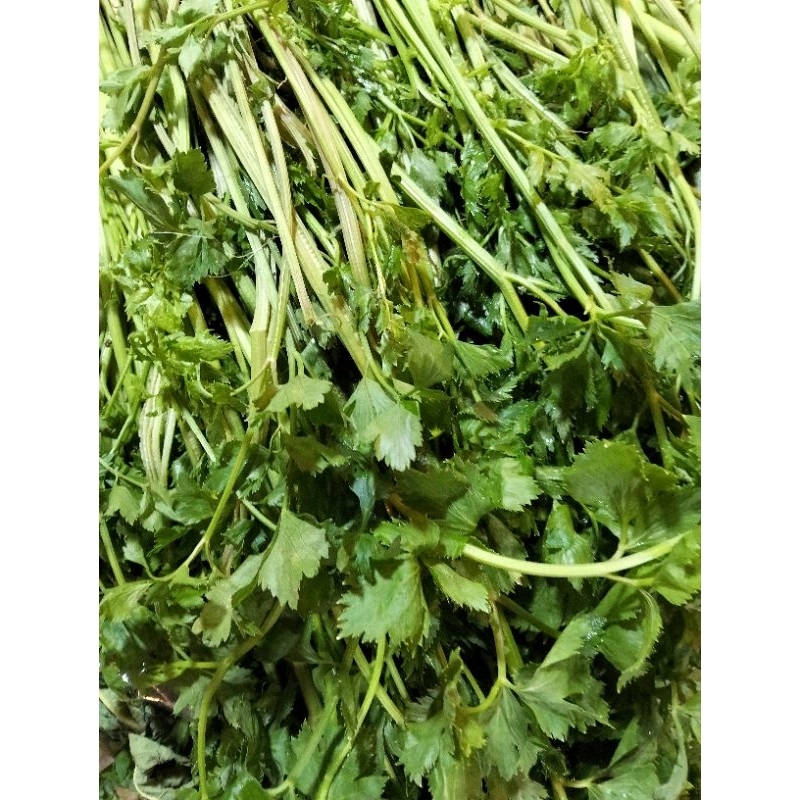 

daun seledri/sop per 250 gr