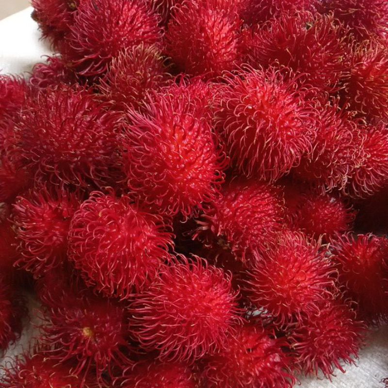 

RAMBUTAN CIANJUR