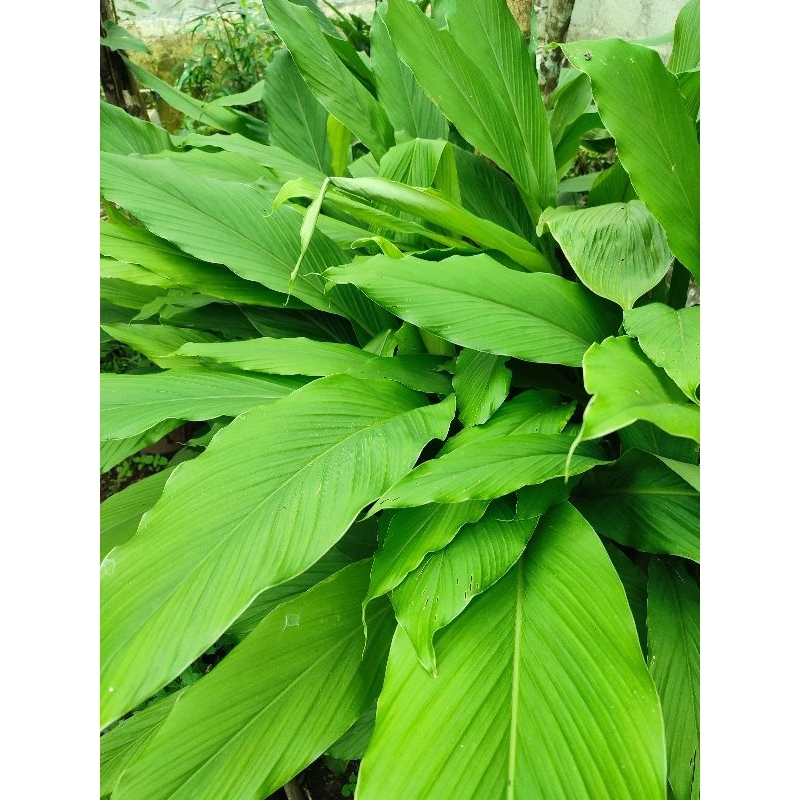 

daun kunyit segar