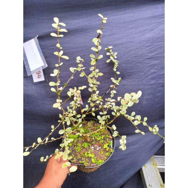 Bibit Pohon Hokiantea Micro Variegata/ Hokianti Varigata