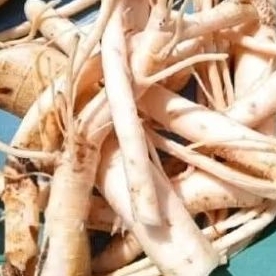 

akar pepaya jantan 1 kg